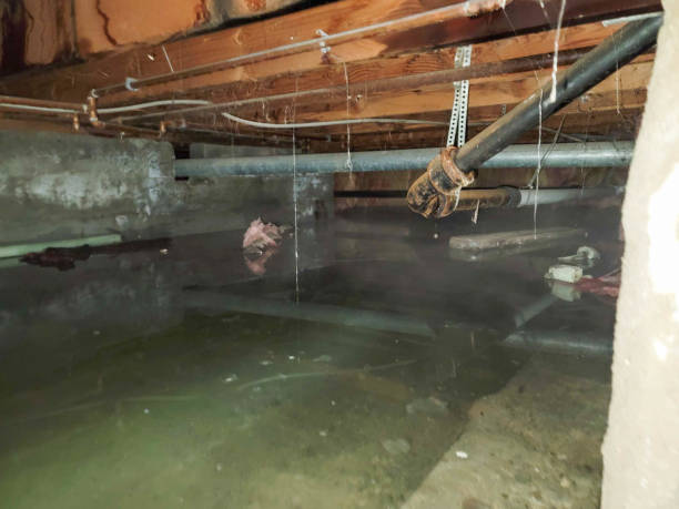 Best Basement water damage restoration  in Refugio, TX